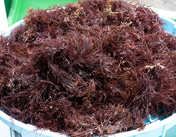 原材料イメージ