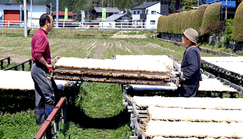 寒天製法作業中